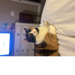 Cats #########
