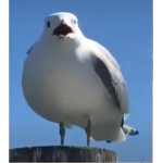 Seagull love
