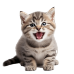 KittyEars