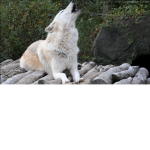lightening wolf pack