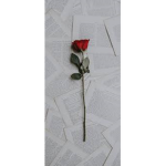 *_ Sage's Rose Garden! _*