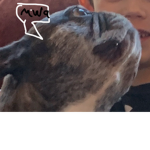 We like dogs! They are the best!