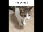 d cat