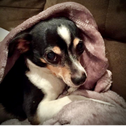 For peanut