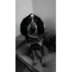 SAVE THE DOGOS