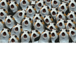 i dont really know why