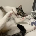 我的可爱猫
