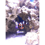 Fl0ppyFishy Studios
