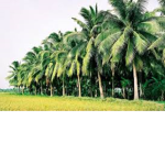 Coconut Farm