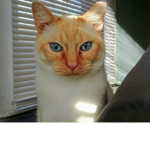 Orange BumZ