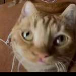 Рипнулся Сримба