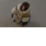 Monke Fandom