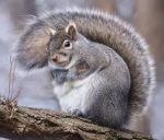 "+~SQUIRREL-EDUCATION~+"