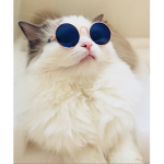 ~Cats!!~