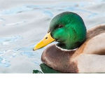 The Duck Guys