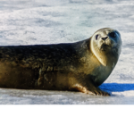 Seal is noice
