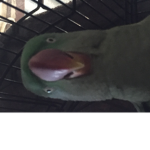 Midnight bird