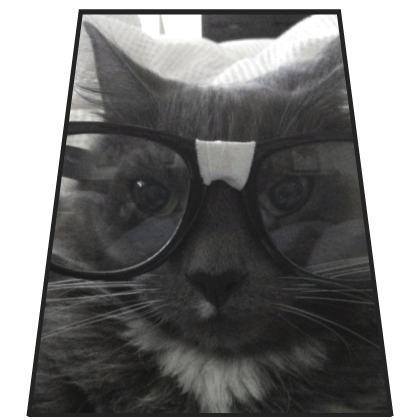 funny Glasses Cat Cape Roblox item