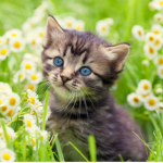 . : Kindness’Clan : .