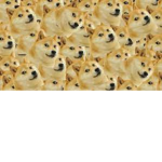 Doge Is the best.