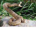 Snake Forever