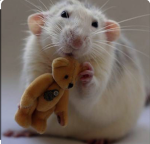 The rat guys