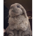 space bunny’s