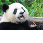 The Panda and Bear Squad