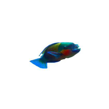 fish 11 Roblox decal