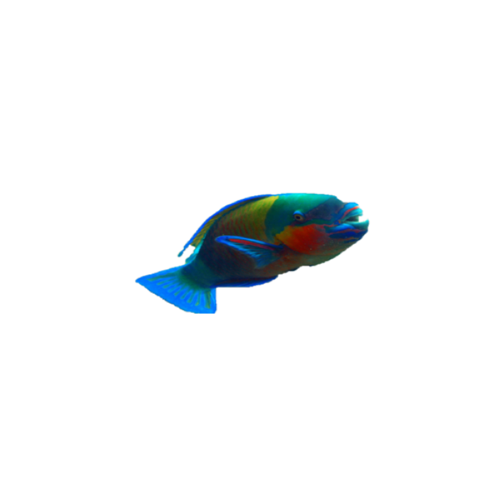fish 11 Roblox decal