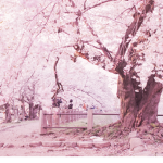 honey~petals