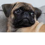Pug detective group