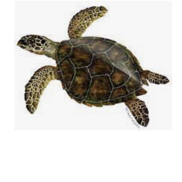 Turtle squad HANGOUT