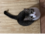 Warrior cat fan group :3
