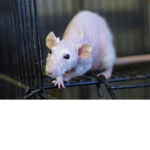 skinny little rats