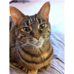 Who ever likes cats