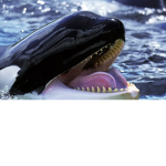The Orcas With da fans