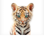 🐯🐯---𝓢𝓪𝓿𝓮 𝓣𝓱𝓮 𝓣𝓲𝓰𝓮𝓻𝓼!---🐯🐯