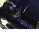 The Calico Kitties :3