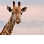 The Sunset Giraffes