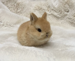 o7ᅠ