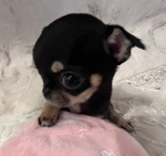 join if you love kawaii things!