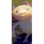 The axolotl government