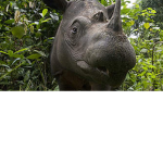 WE LUV RHINOOS