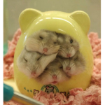 Team Hamster And Dogs