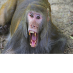 MONKEYGANGG