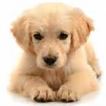 the cute dog group owned by sarah