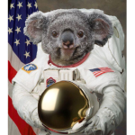 koaladreamer