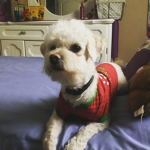 Zoe's Puppy Group YT