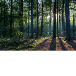 greenstar woods